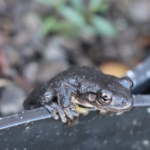 Litoria peronii at Gundaroo, NSW - 5 Mar 2021 02:35 PM