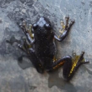 Litoria peronii at Gundaroo, NSW - 5 Mar 2021 02:35 PM