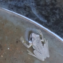 Litoria peronii at Gundaroo, NSW - 5 Mar 2021 02:35 PM