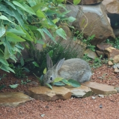 Oryctolagus cuniculus at Gundaroo, NSW - 20 Mar 2021