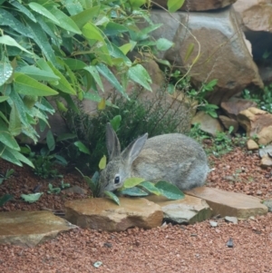 Oryctolagus cuniculus at Gundaroo, NSW - 20 Mar 2021