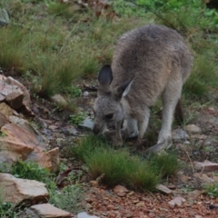 Macropus giganteus (Eastern Grey Kangaroo) at Gundaroo, NSW - 22 Mar 2021 by Gunyijan