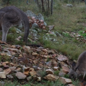 Macropus giganteus at Gundaroo, NSW - 22 Mar 2021 02:26 PM