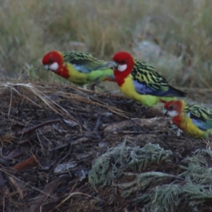 Platycercus eximius at Gundaroo, NSW - 31 Mar 2021 06:46 AM