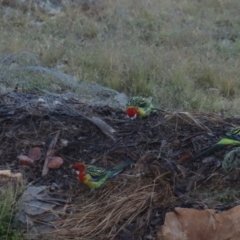 Platycercus eximius at Gundaroo, NSW - 31 Mar 2021 06:46 AM