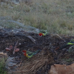 Platycercus eximius at Gundaroo, NSW - 31 Mar 2021