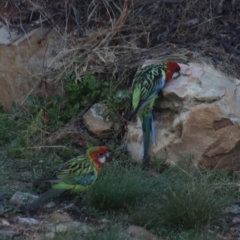 Platycercus eximius at Gundaroo, NSW - 31 Mar 2021