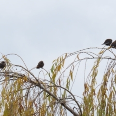 Artamus cyanopterus (Dusky Woodswallow) at Fyshwick, ACT - 4 Jun 2021 by RodDeb