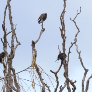 Artamus cyanopterus at Fyshwick, ACT - 4 Jun 2021