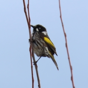 Phylidonyris novaehollandiae at Fyshwick, ACT - 4 Jun 2021