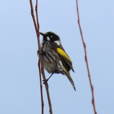 Phylidonyris novaehollandiae (New Holland Honeyeater) at Jerrabomberra Wetlands - 4 Jun 2021 by RodDeb