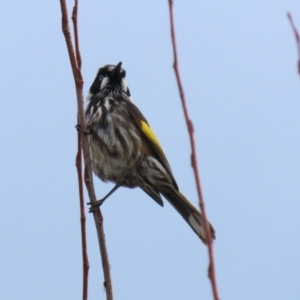 Phylidonyris novaehollandiae at Fyshwick, ACT - 4 Jun 2021