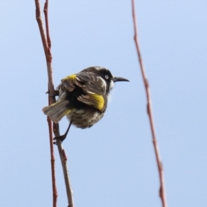 Phylidonyris novaehollandiae at Fyshwick, ACT - 4 Jun 2021