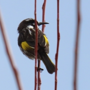 Phylidonyris novaehollandiae at Fyshwick, ACT - 4 Jun 2021