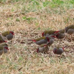 Neochmia temporalis (Red-browed Finch) at Fyshwick, ACT - 4 Jun 2021 by RodDeb