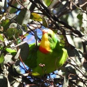 Polytelis swainsonii at Kambah, ACT - suppressed