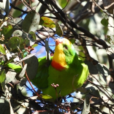 Polytelis swainsonii (Superb Parrot) at Kambah, ACT - 29 May 2021 by MatthewFrawley