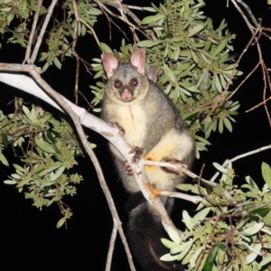 Trichosurus vulpecula at Kambah, ACT - 30 May 2021 10:30 PM