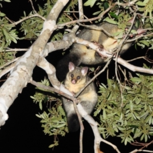 Trichosurus vulpecula at Kambah, ACT - 30 May 2021 10:30 PM