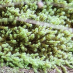 Unidentified Lichen, Moss or other Bryophyte at West Wodonga, VIC - 4 Jun 2021 by KylieWaldon