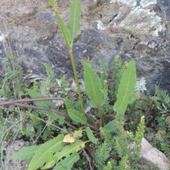 Rumex brownii (Slender Dock) at Conder, ACT - 30 Mar 2021 by MichaelBedingfield