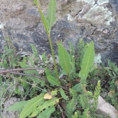 Rumex brownii (Slender Dock) at Rob Roy Range - 30 Mar 2021 by michaelb