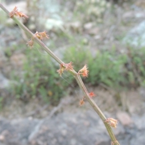 Rumex brownii at Conder, ACT - 30 Mar 2021 07:36 PM