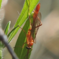 Ichneumonidae (family) (Unidentified ichneumon wasp) at Rob Roy Range - 30 Mar 2021 by michaelb