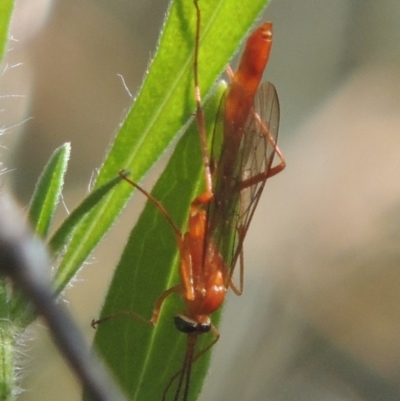 Ichneumonidae (family) (Unidentified ichneumon wasp) at Conder, ACT - 30 Mar 2021 by michaelb