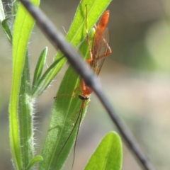 Ichneumonidae (family) at Conder, ACT - 30 Mar 2021 05:35 PM