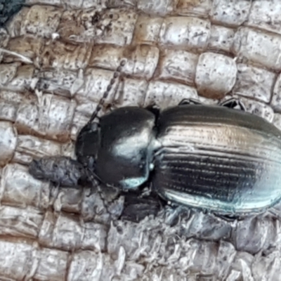 Adelium brevicorne (Bronzed field beetle) at Aranda Bushland - 5 Jun 2021 by trevorpreston