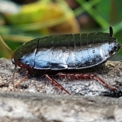 Platyzosteria sp. (genus) (Litter runner cockroach) at Aranda, ACT - 5 Jun 2021 by trevorpreston