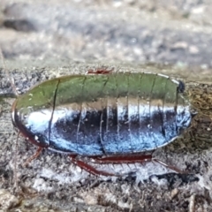 Platyzosteria sp. (genus) at Aranda, ACT - 5 Jun 2021