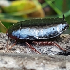 Platyzosteria sp. (genus) at Aranda, ACT - 5 Jun 2021