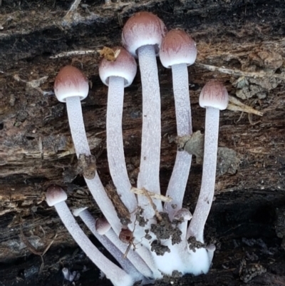 Mycena sp. (Mycena) at Holt, ACT - 4 Jun 2021 by tpreston