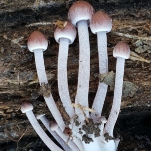 Mycena sp. at Holt, ACT - 5 Jun 2021