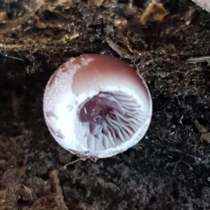 Mycena sp. at Holt, ACT - 5 Jun 2021 09:48 AM