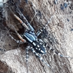 Nyssus coloripes (Spotted Ground Swift Spider) at Aranda, ACT - 5 Jun 2021 by trevorpreston