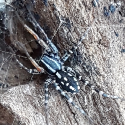 Nyssus coloripes (Spotted Ground Swift Spider) at Aranda Bushland - 5 Jun 2021 by trevorpreston