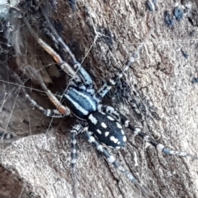 Nyssus coloripes (Spotted Ground Swift Spider) at Aranda, ACT - 5 Jun 2021 by trevorpreston