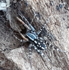 Nyssus coloripes at Aranda, ACT - 5 Jun 2021 10:26 AM