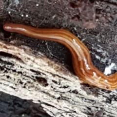 Fletchamia quinquelineata (Five-striped flatworm) at Aranda Bushland - 5 Jun 2021 by trevorpreston
