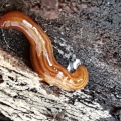 Fletchamia quinquelineata at Holt, ACT - 5 Jun 2021