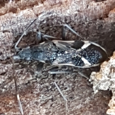 Dieuches maculicollis (Black-and-white seed bug) at Aranda Bushland - 5 Jun 2021 by trevorpreston