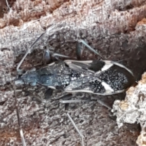 Dieuches sp. (genus) at Holt, ACT - 5 Jun 2021