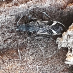 Dieuches sp. (genus) at Holt, ACT - 5 Jun 2021