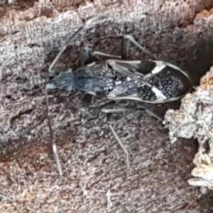 Dieuches maculicollis at Holt, ACT - 5 Jun 2021