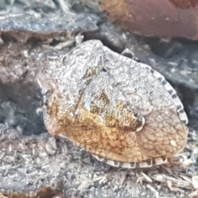 Oncocoris sp. (genus) (A stink bug) at Holt, ACT - 5 Jun 2021 by tpreston