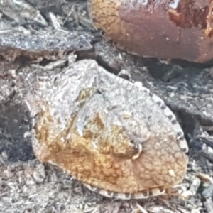 Oncocoris sp. (genus) at Holt, ACT - 5 Jun 2021
