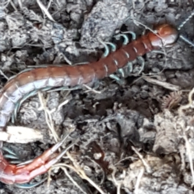 Scolopendromorpha (order) (A centipede) at Holt, ACT - 5 Jun 2021 by tpreston